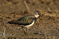 David Plant Photography - Wildlife Photography - Lapwing - J